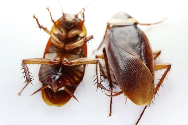 Affordable Cockroach Control Solutions in Sydney