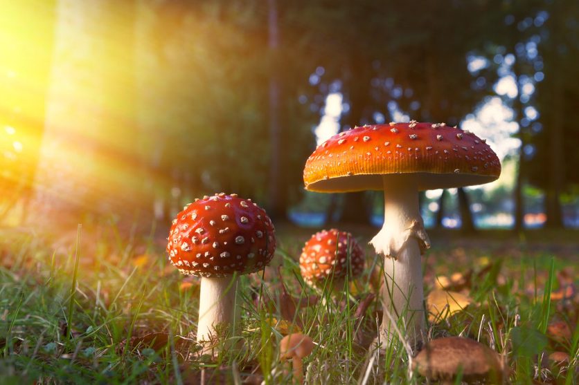 Unveiling Nature's Tranquility Amanita Muscaria Gummies and Their Benefits