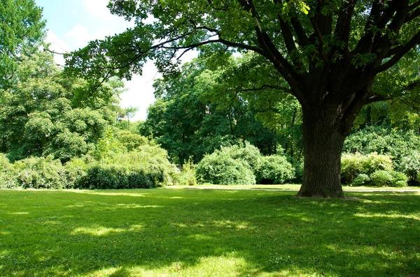 Choosing the Right Ground Cover: Mulch vs Bark